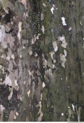 Tree Bark